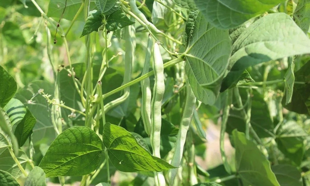菜豆怎麼通過根癌農杆菌轉化 ?
