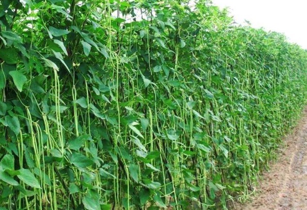 豇豆經過根癌農杆菌轉化有什麼優勢 ?