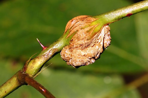 豌豆通過根癌農杆菌遺傳轉化有什麼好處?