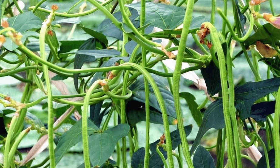 豌豆通過根癌農杆菌遺傳轉化有什麼好處?
