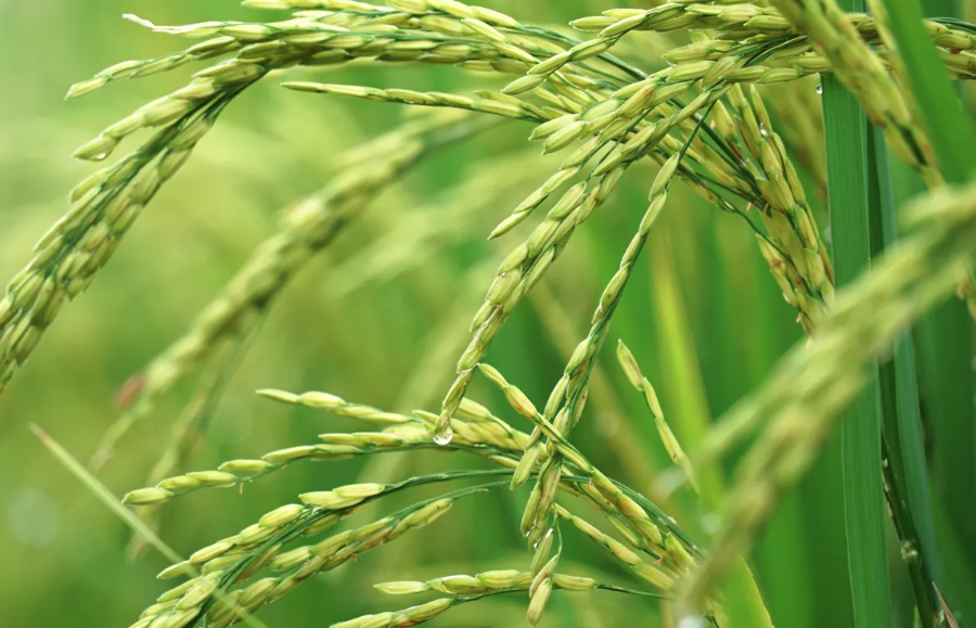 水稻通過作物分子育種有哪些好處？