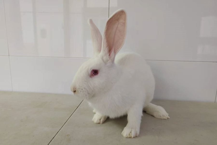 家兔的蛋白質飼料有哪些?