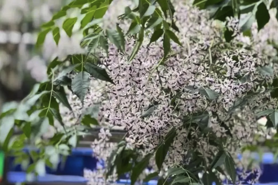 楝樹有什麼生態習性,壽命有多久?
