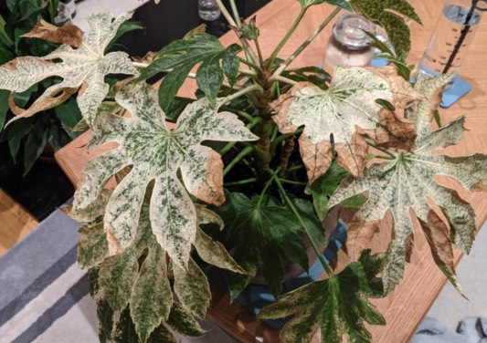 八角金盤感染褐斑病是什麼原因 ?