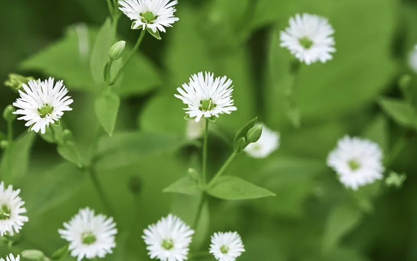 垂梗繁縷怎麼收集種子和進行處理?