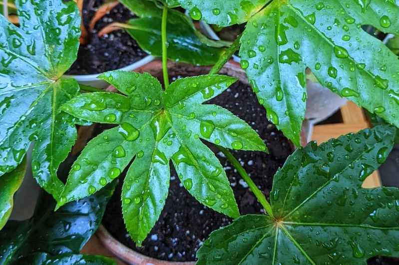 八角金盤的栽培基質需要注意什麼?