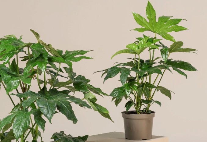 八角金盤怎麼培育種子和進行催芽 ?
