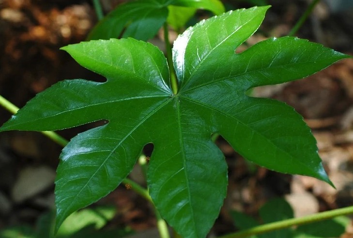 八角金盤怎麼培育種子和進行催芽 ?