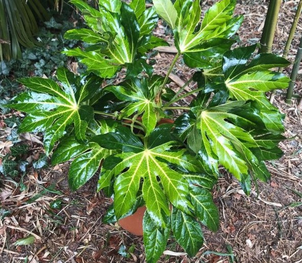 八角金盤對土壤和水分有什麼要求,耐寒性怎麼樣?