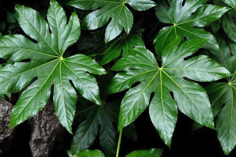 八角金盤是什麼植物,有什麼形態特點 ?
