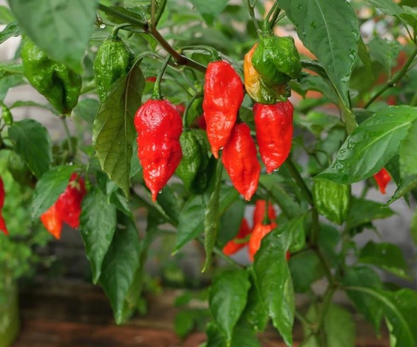 斷魂椒怎麼處理種子和進行催芽 ?