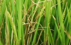 <strong>水稻發生紋枯病的表現症狀有哪些？</strong>