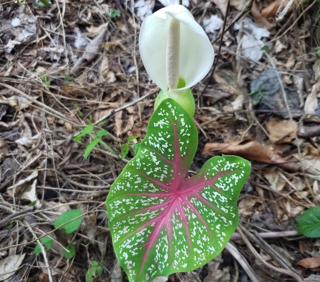 五彩芋怎麼收集種子和進行處理 ?