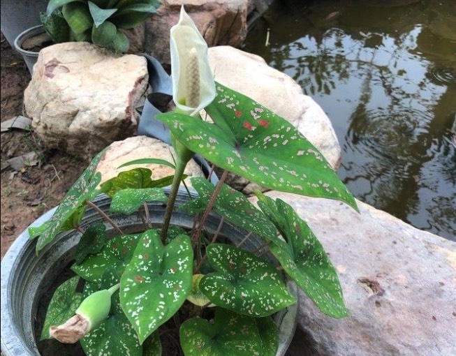 五彩芋怎麼收集種子和進行處理 ?