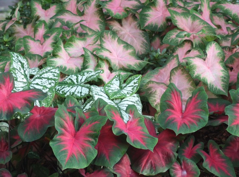 五彩芋分離球莖需要注意什麼 ?