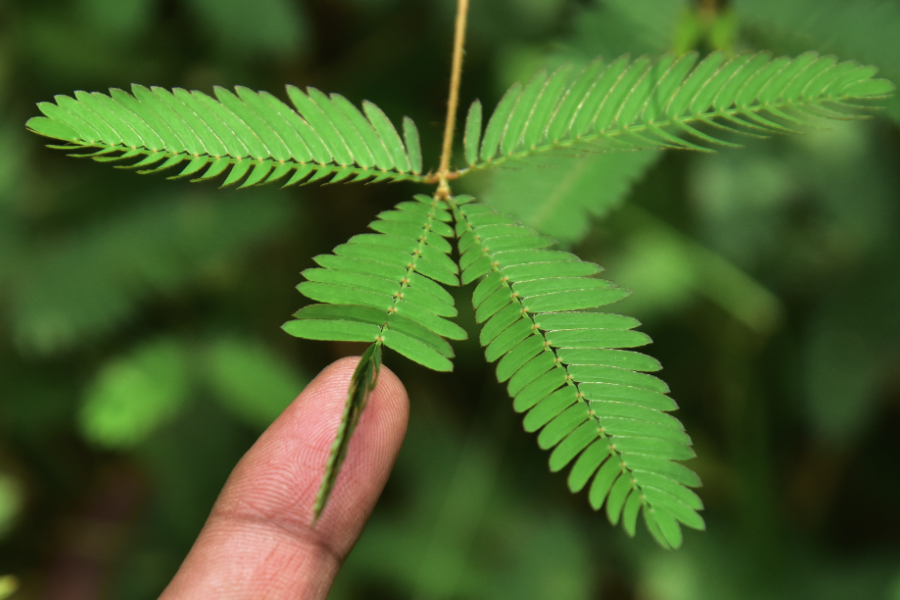 耐澇植物的耐性和機理是什麼樣的?