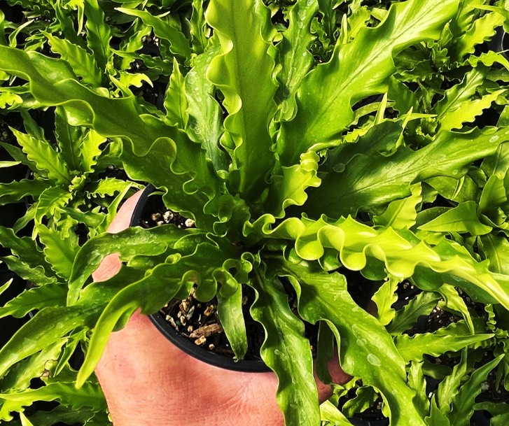 鳥巢蕨是什麼植物,有什麼形態特點 ?