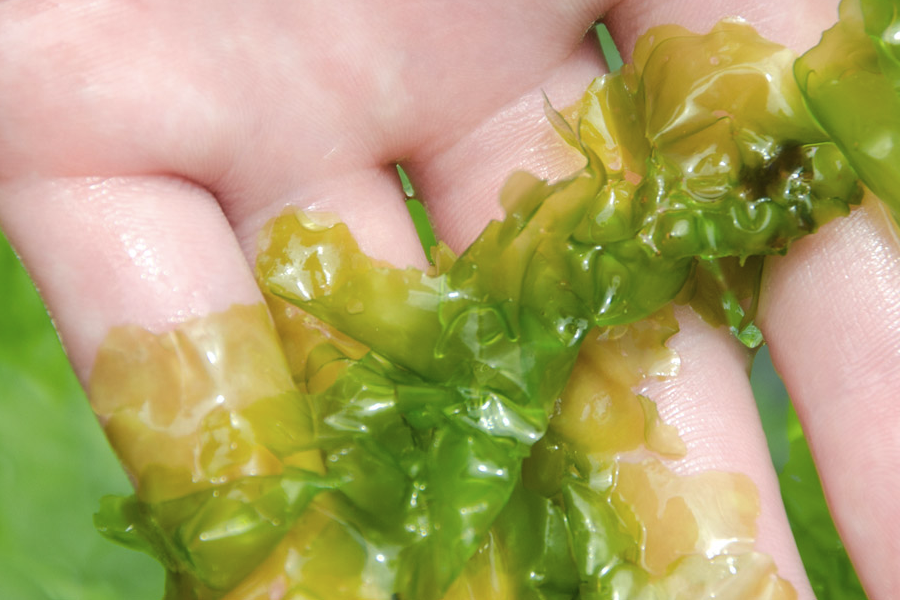 水池中怎麼養殖石蓴?