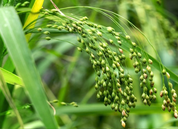 黍子土壤在冬季施農家肥有什麼好處 ?