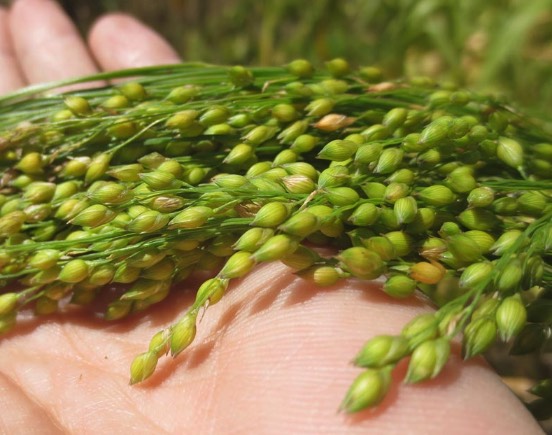 黍子土壤在冬季施農家肥有什麼好處 ?