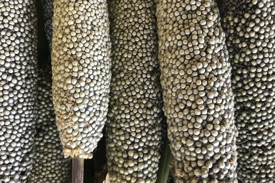 黍子倉庫出現穀蠹怎麼處理和消滅?