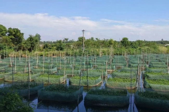 黃鱔池塘冬季需要加蓋薄膜嗎?