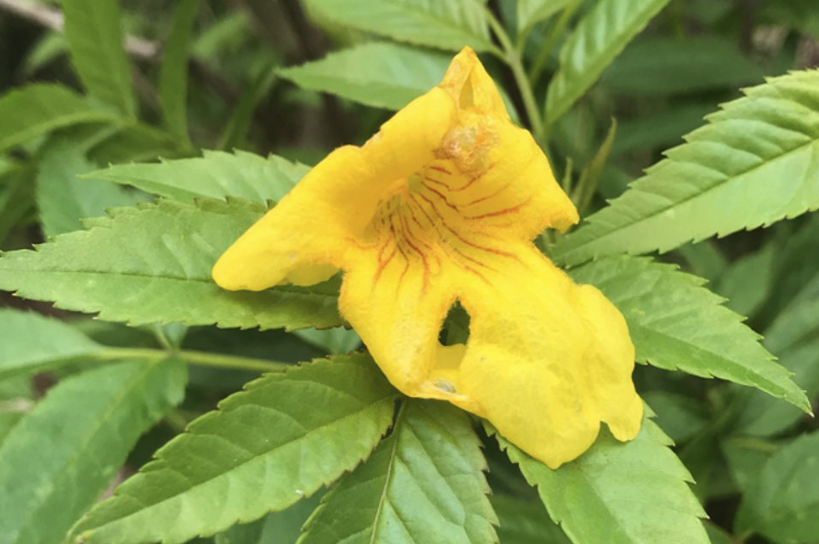 黃鍾花怎麼進行扡插?