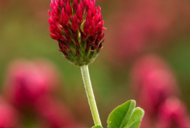 紫花苜蓿的根係有什麼特點 ?