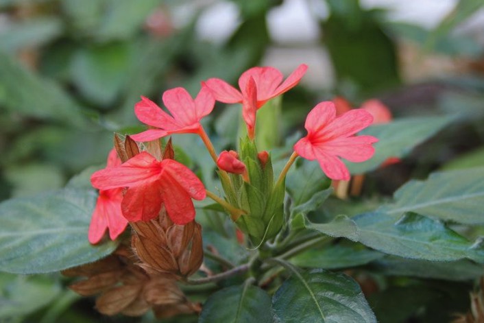 黃鳥尾花出現蚜蟲怎麼進行消滅 ?