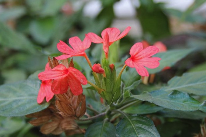 黃鳥尾花追肥可以用農家肥嗎 ?