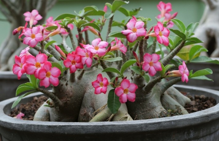 沙漠玫瑰幼苗為什麼不能澆水 ?
