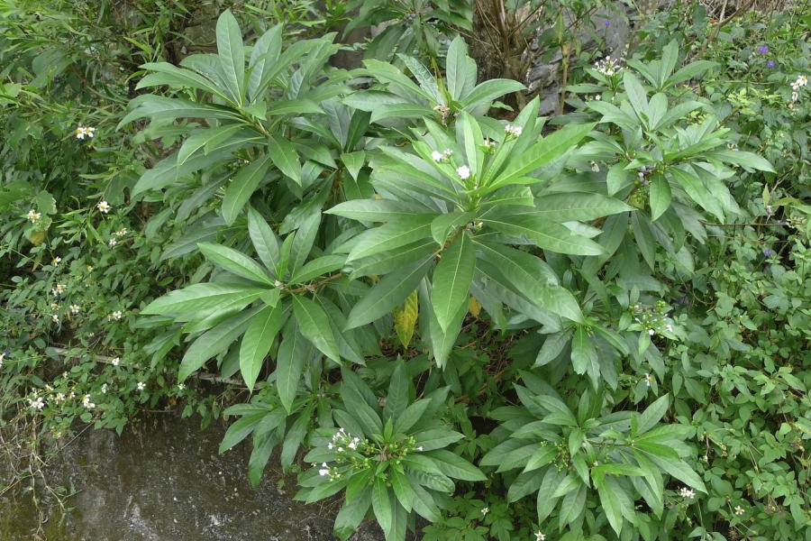 蘿芙木出現白粉病是什麼原因?