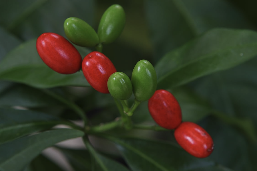 蘿芙木出現白粉病是什麼原因?