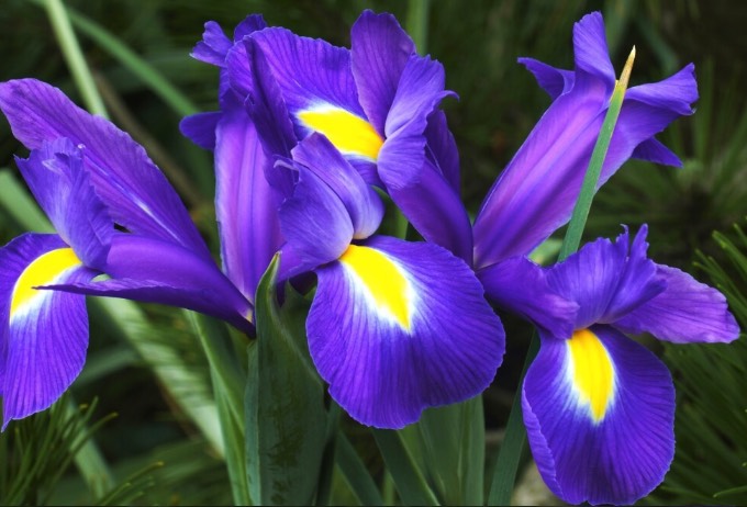 狗牙花的花朵和花瓣有什麼美感 ?