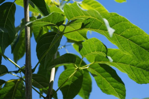 黃花風鈴木的花朵和葉片有什麼特點 ?