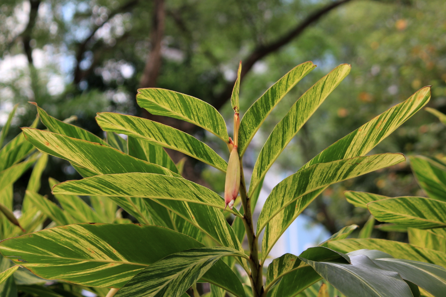 翅莢香槐是什麼植物,有什麼形態特點?