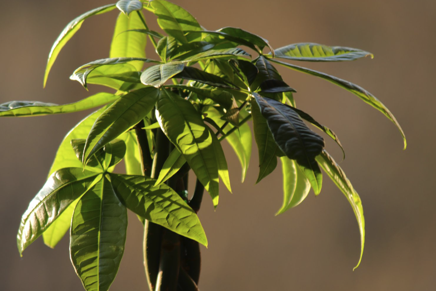 植物分類係統是從什麼時候開始的?