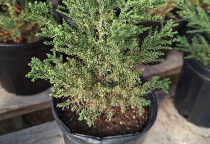 花旗鬆什麼時候可以移栽種植 ?
