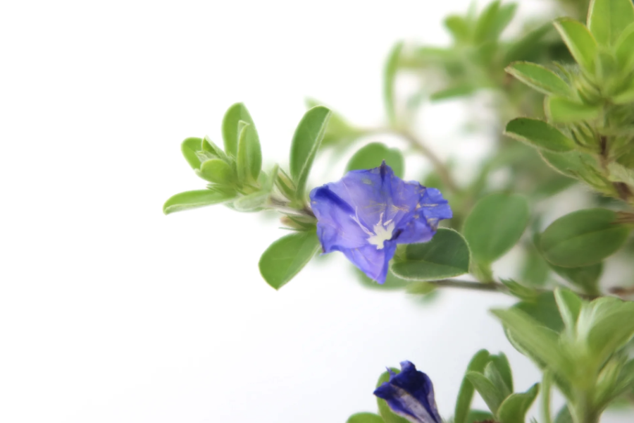 藍星花的種子有什麼特點,怎麼收集?
