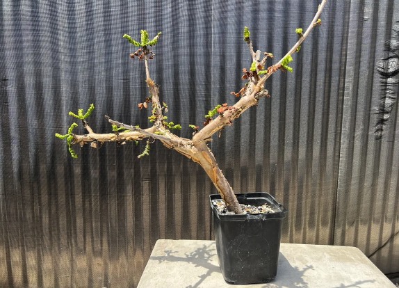 馬蹄豆扡插時候需要注意什麼 ?