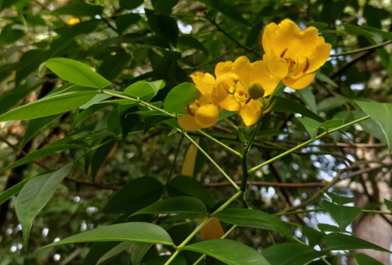 重瓣彎子木可以在砂質土壤中種植嗎 ?
