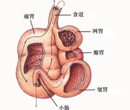 山羊有幾個胃,都有什麼功能 ?