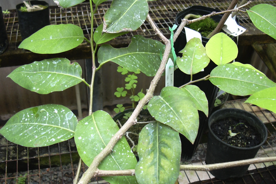 白飯樹是什麼植物,分布在什麼地區?