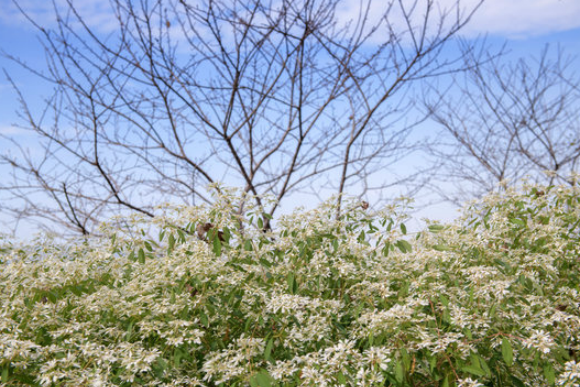 白雪木是什麼植物,有什麼形態特點 ?