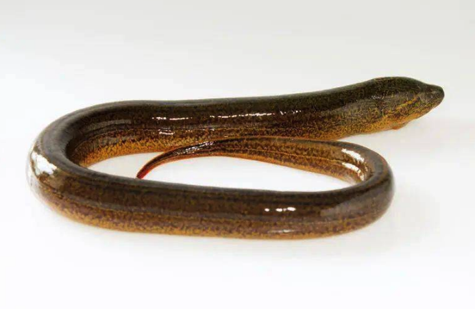 野外采捕的鱔魚怎麼進行消毒 ?