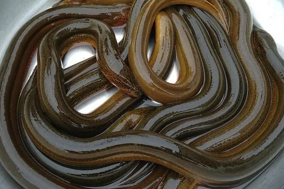 野外采捕的鱔魚可以進行養殖嗎 ?
