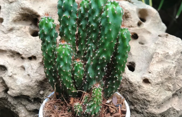 秘魯蠟柱仙人掌適合在什麼環境生長 ?