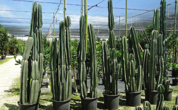 秘魯蠟柱仙人掌可以耐多久的幹旱 ?