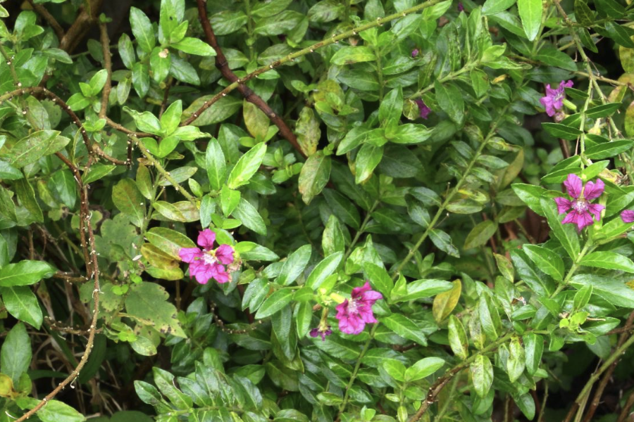 紫萼距花怎麼進行分株?