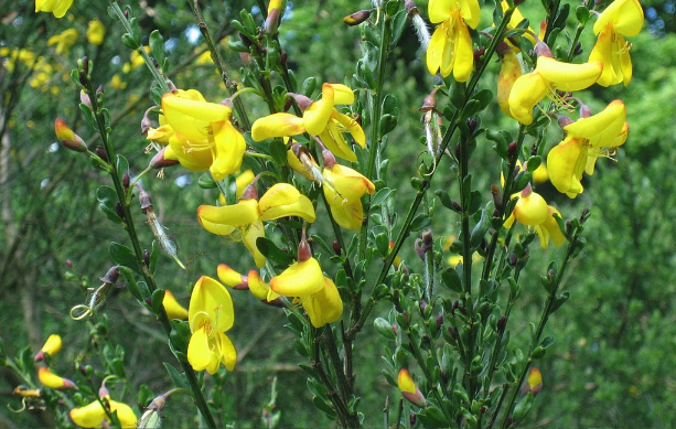 砂質土壤來種植金雀花有什麼好處 ?